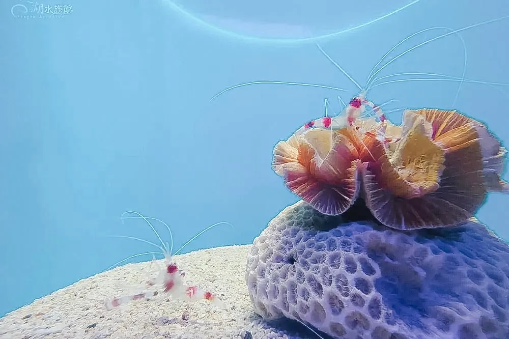 水族館門票行程照