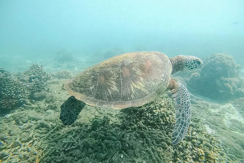 浮潛-樂福行程照